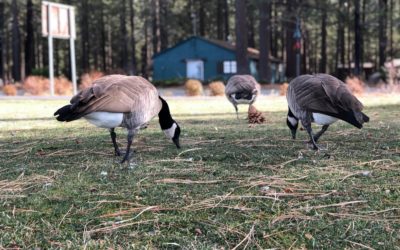 Geese Deterrent Laser Pointers and How to Use Them